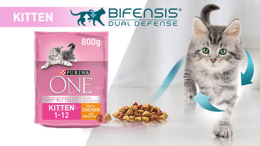 Purina one hot sale bifensis kitten